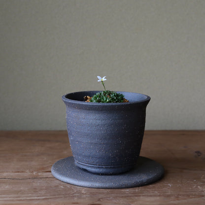 Houstonia caerulea (Azure bluet, shirobana hina-so)